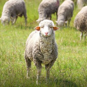 Read more about the article Projekt Polska Wełna. Wyjątkowe spotkanie w Szczecinie!